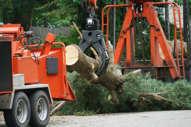 Tree Service Company in De Leon Springs, FL